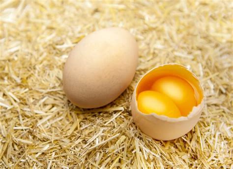 odds of double yolk egg|Double Yolk Eggs Explained: Why They Happen and .